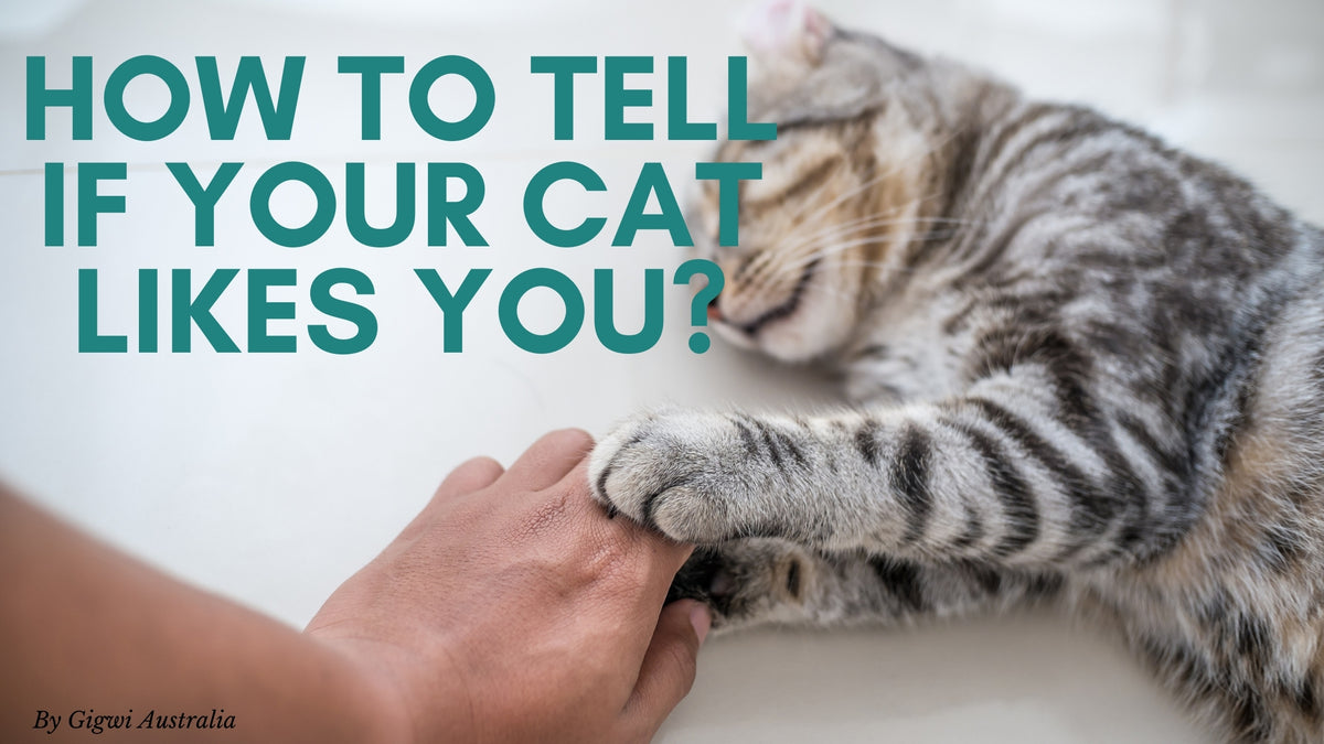 WHAT ARE THE SIGNS YOUR CAT LOVES YOU? – Our Outlet