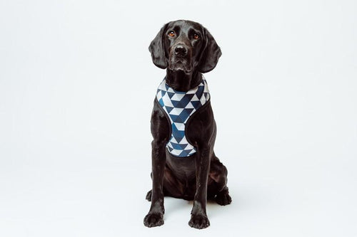 MOG AND BONE NEOPRENE HARNESS BLUE DIAMOND SMALL