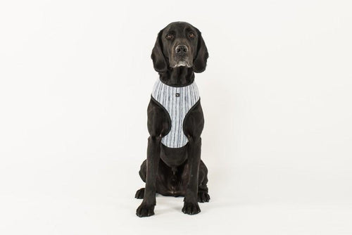 MOG AND BONE NEOPRENE HARNESS CHAMBRAY STRIPE MEDIUM