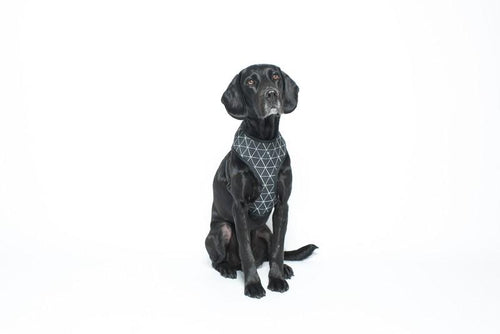 MOG AND BONE NEOPRENE HARNESS PTICH TRIANGLE SMALL